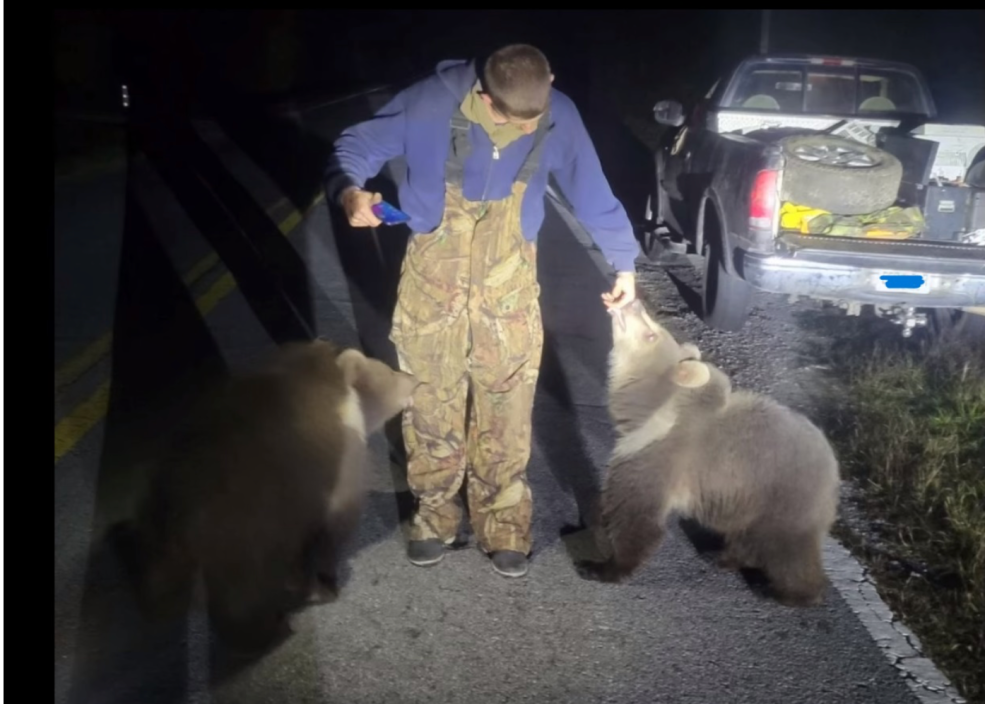 man plays with two loose kodiak bear cubs